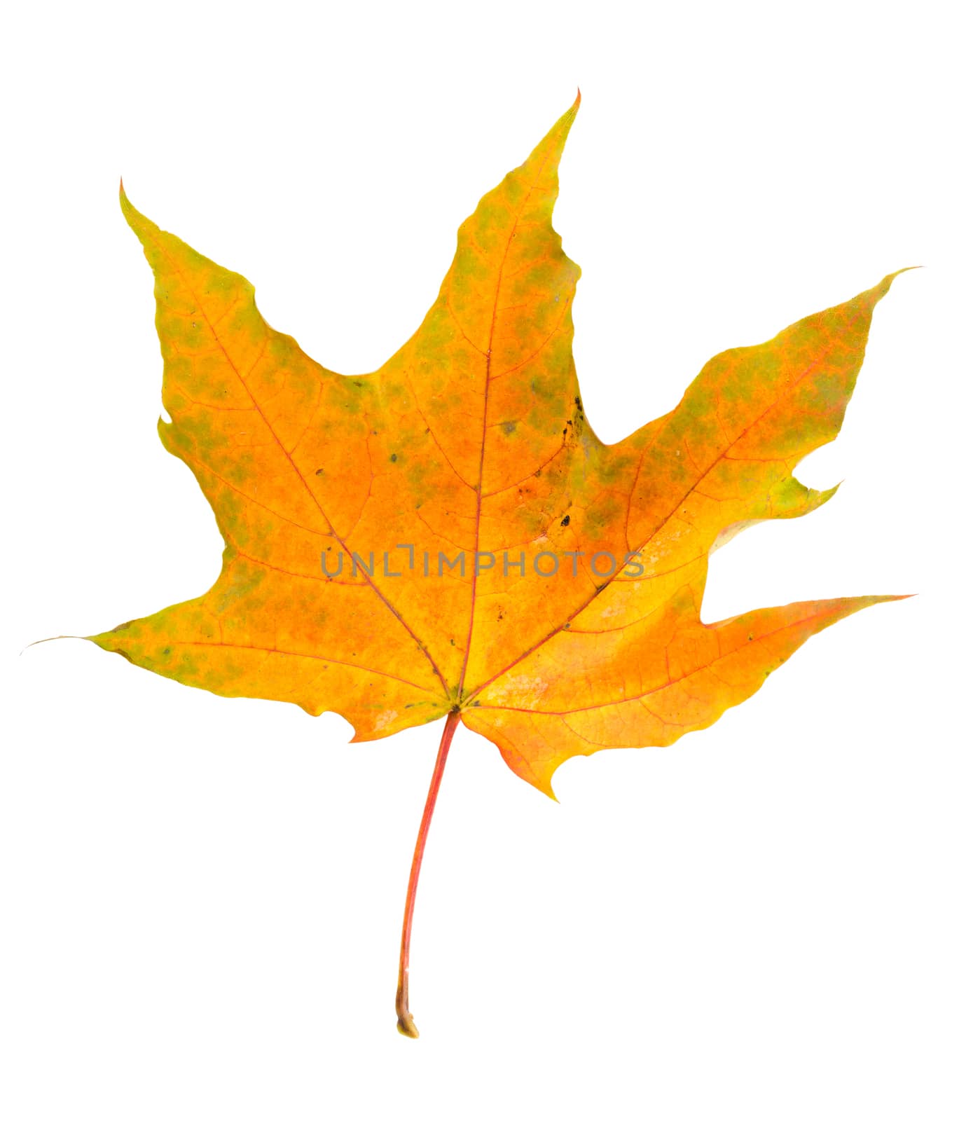 colorful autumn leaf on a white background isolated