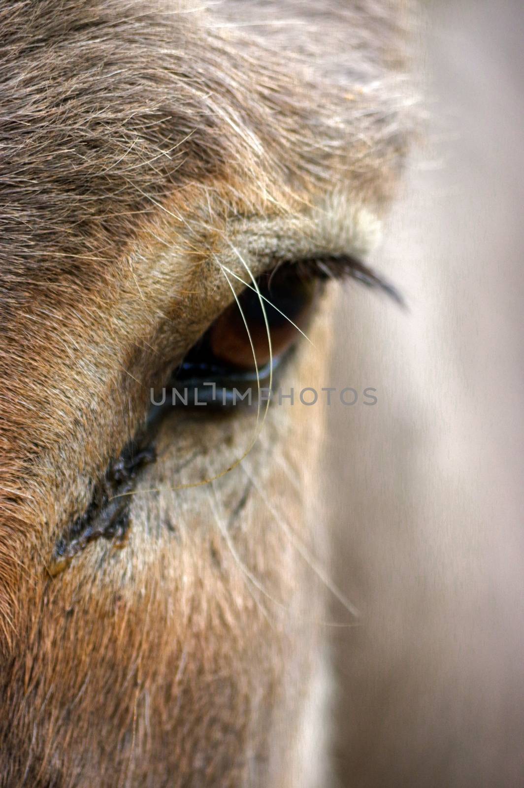 a close-up of donkey's head and eye