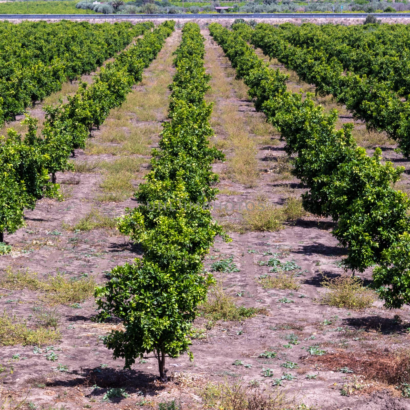 Orange Trees Farm in Sicily, Italy. Oranges Fruits Cultivation.