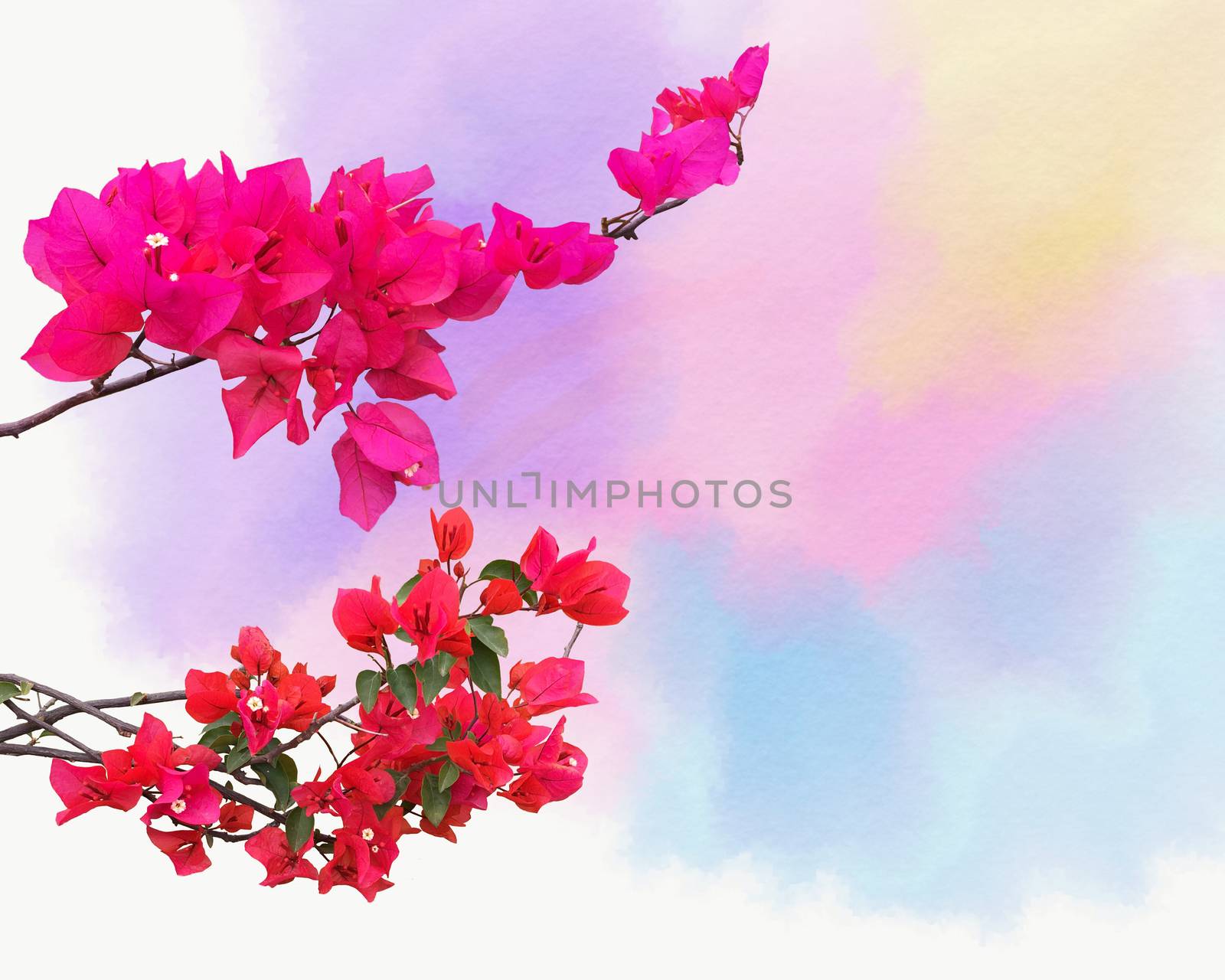 Abstract background with ornamental climbing plant bougainvillea blossom on the Watercolor background