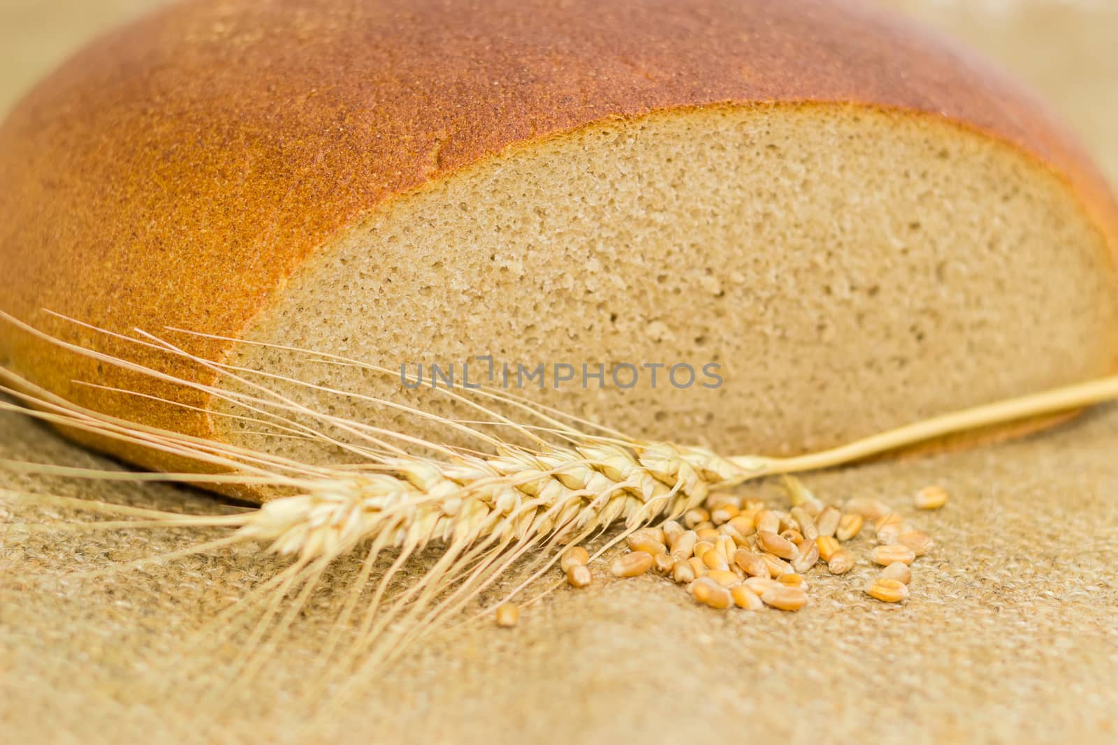 Partly incised round loaf of the hearth bread made of a wheat and rye flour, wheat ear and wheat grain closeup on a the sackcloth
