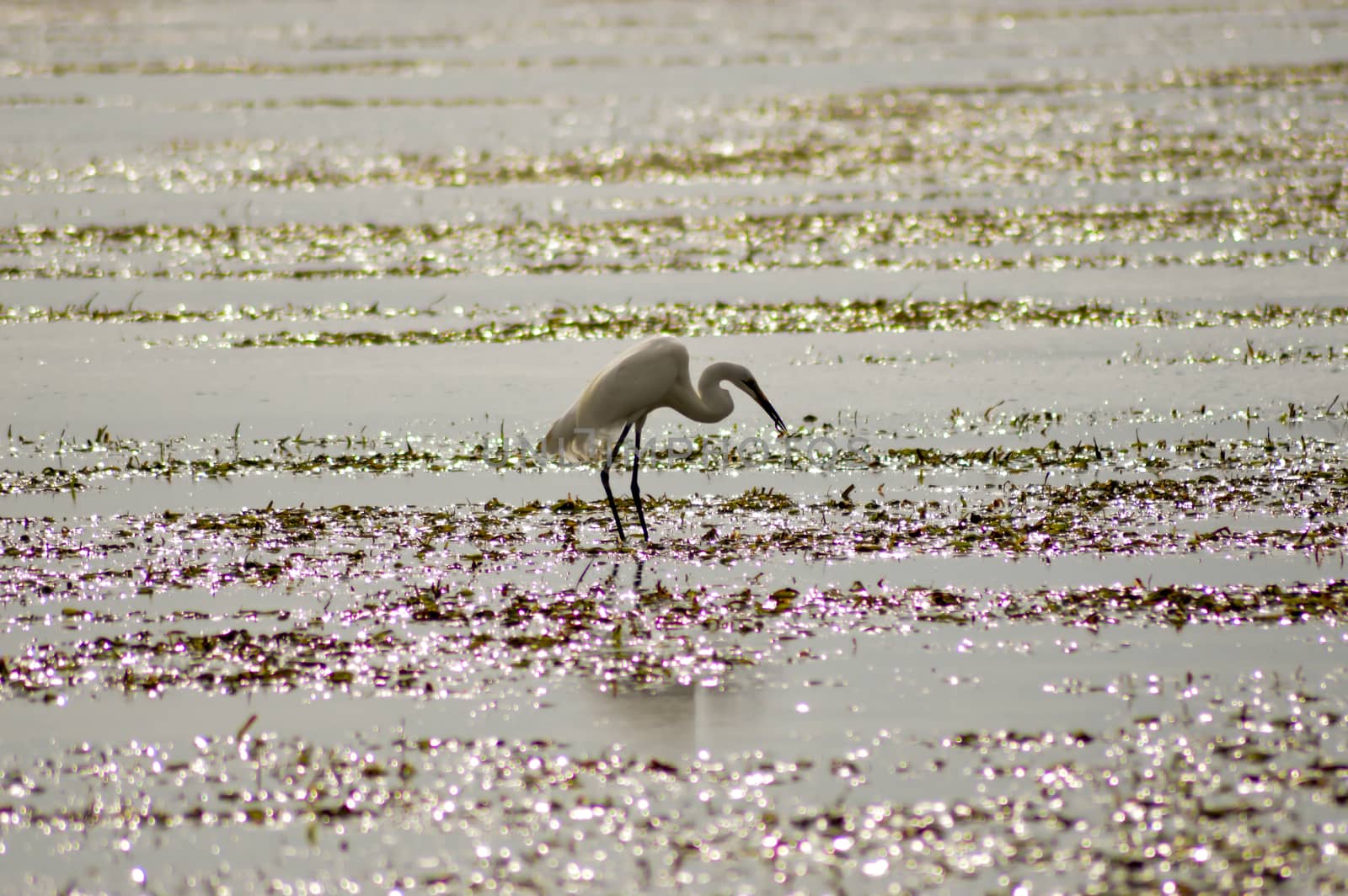 Great white egret with sand-worm fishing by Philou1000