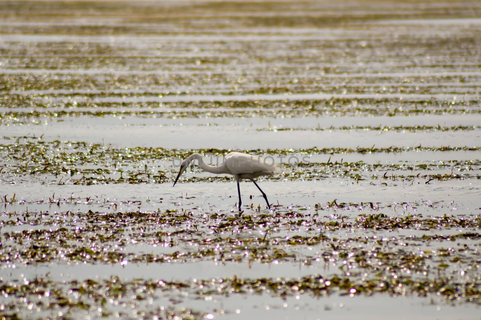 Great white egret with sand-worm fishing on the sandy beach of Bamburi near Mombasa in Kenya