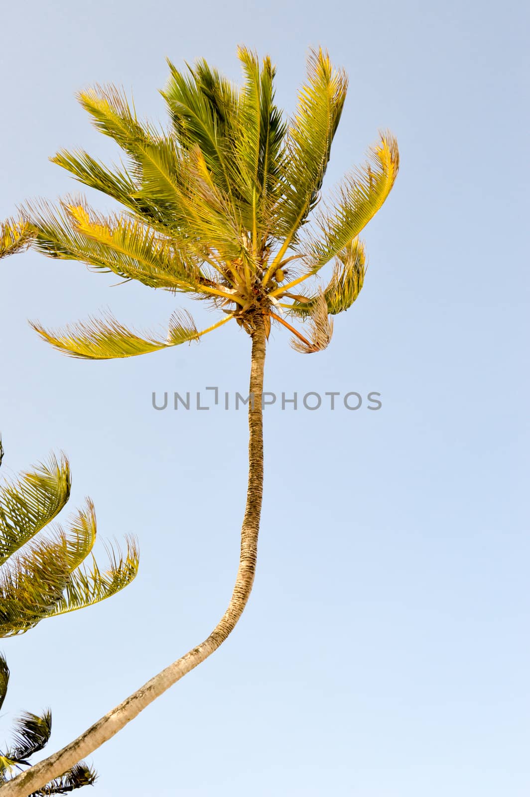 Palm tree bent to the wind on the sandy beach of Bamburi near Mombasa in Kenya
