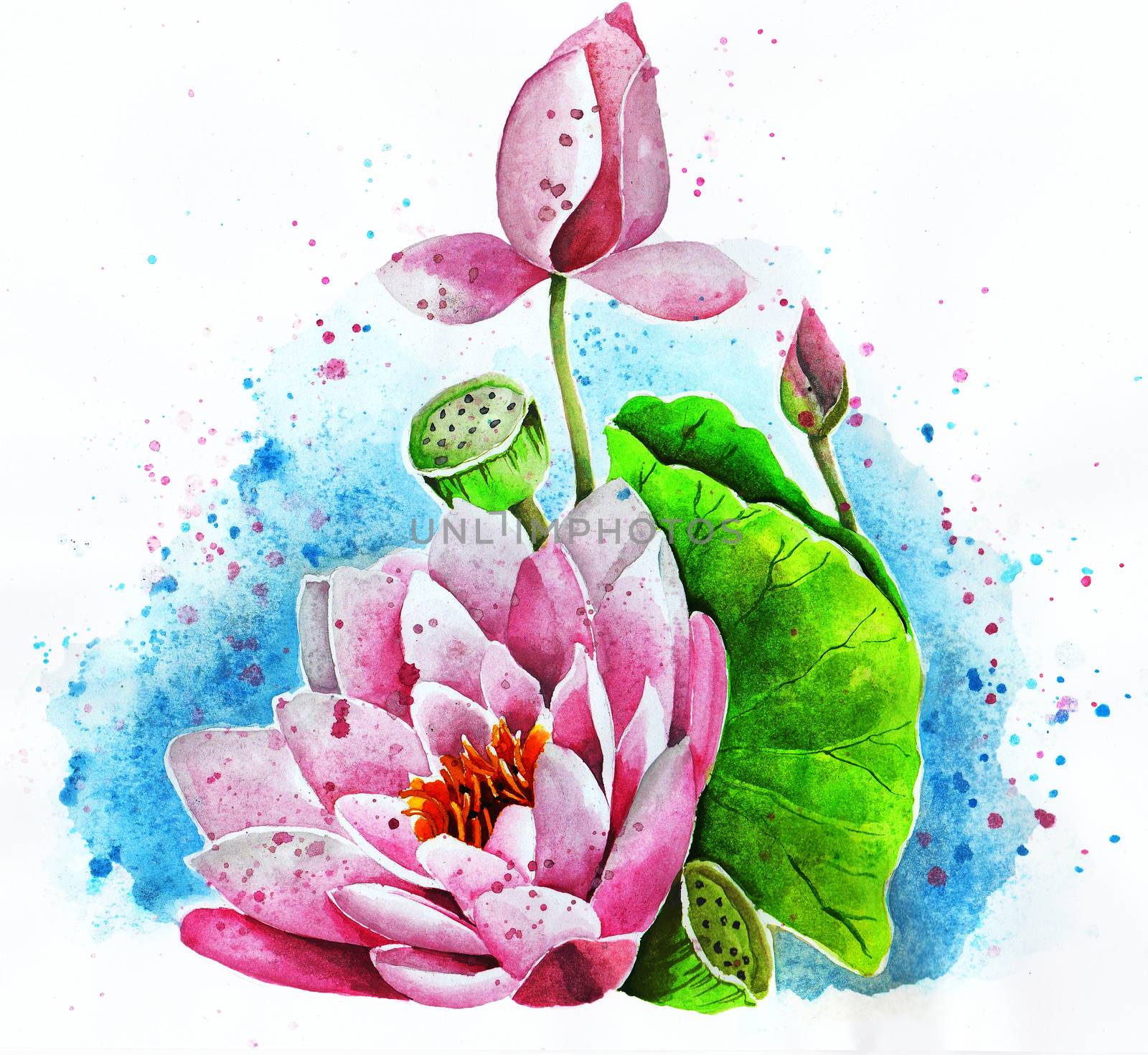 Lotus flower on a white background watercolor drawing by devy