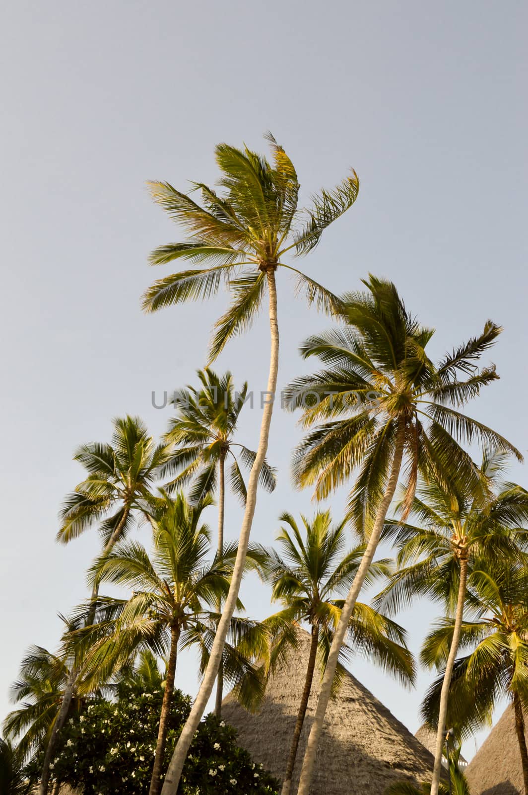 Palm tree with a thatched roof on the sandy beach of Bamburi near Mombasa in Kenya