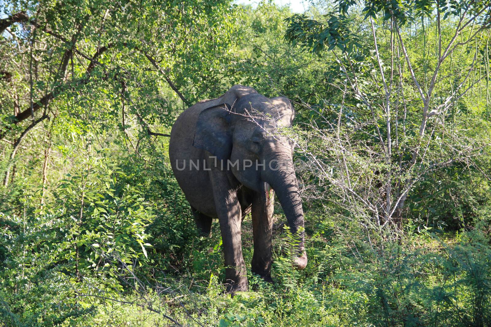 Big grey elephant comes out of the green bushes, Sri Lanka