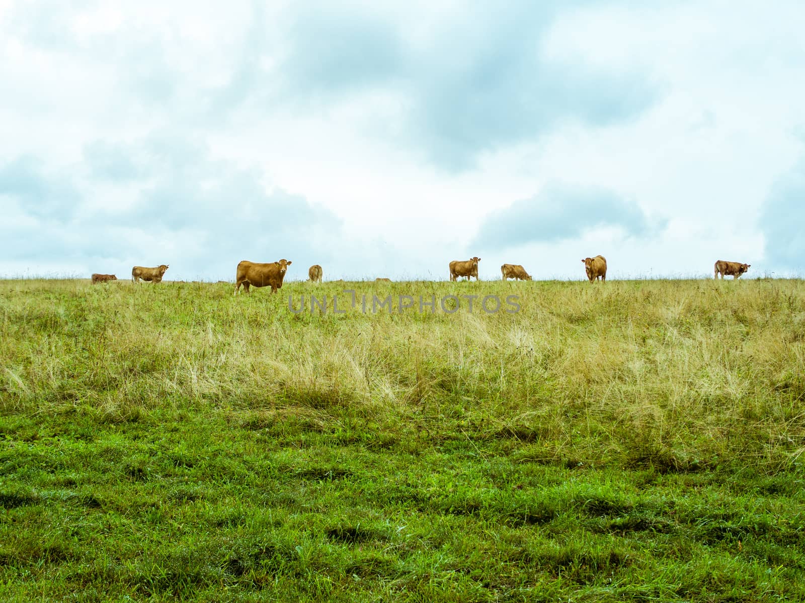 Cow herd grazing on the horizon, vibrant simple pasture by weruskak