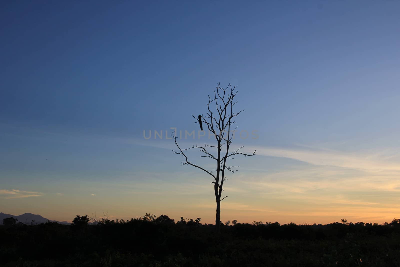 Dawn on the Savannah in a national Park, Sri Lanka