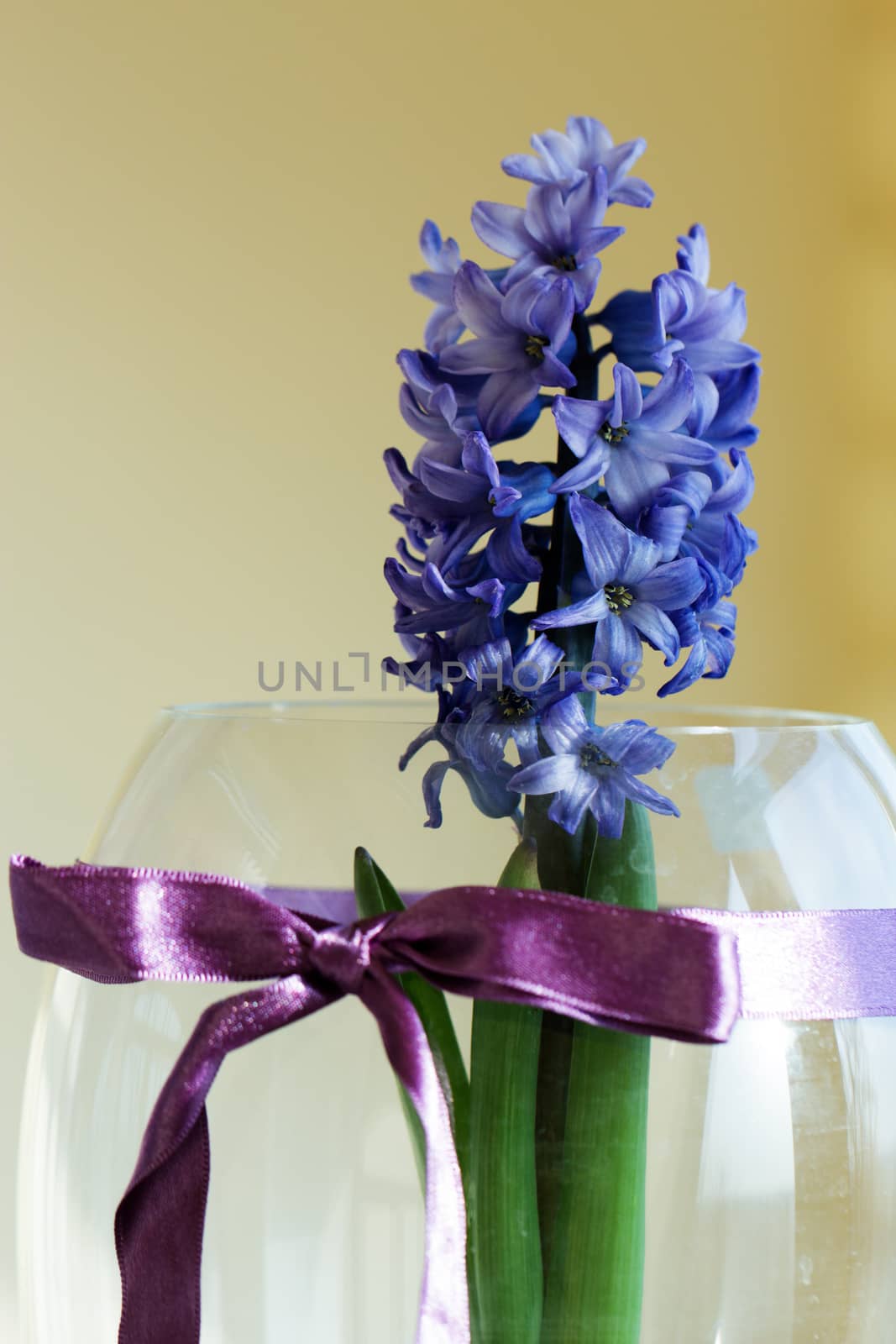 Beautiful hyacinth flowers in glass vase on light blurred background