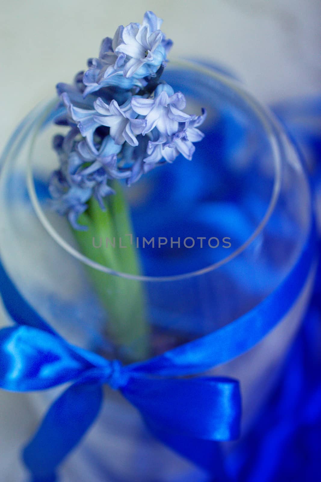 Beautiful hyacinth flowers in glass vase on light blurred background