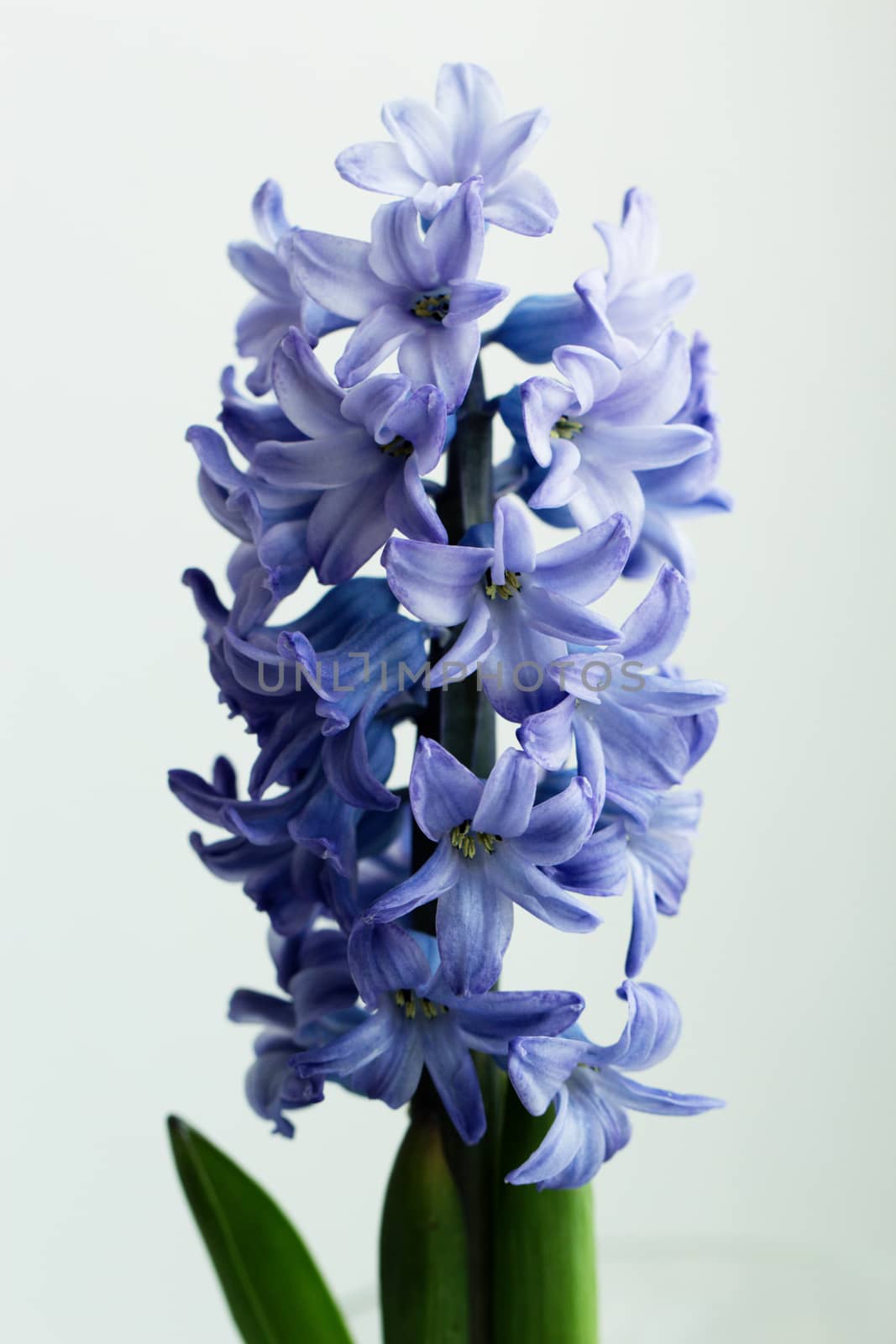 hyacinth flowers in glass vase by kate_ovcharenko