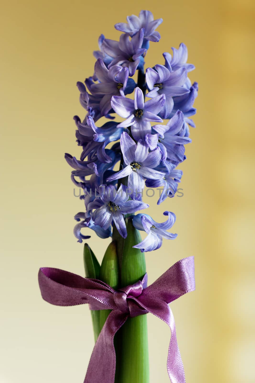 hyacinth flowers in glass vase by kate_ovcharenko