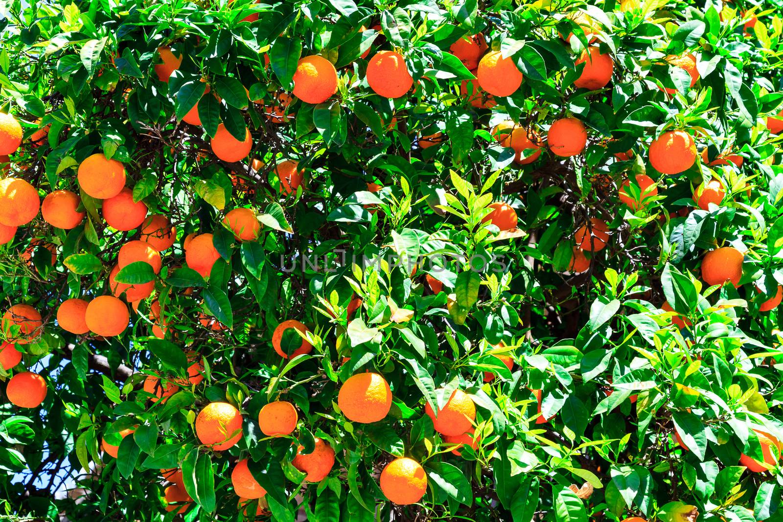 Oranges on the tree