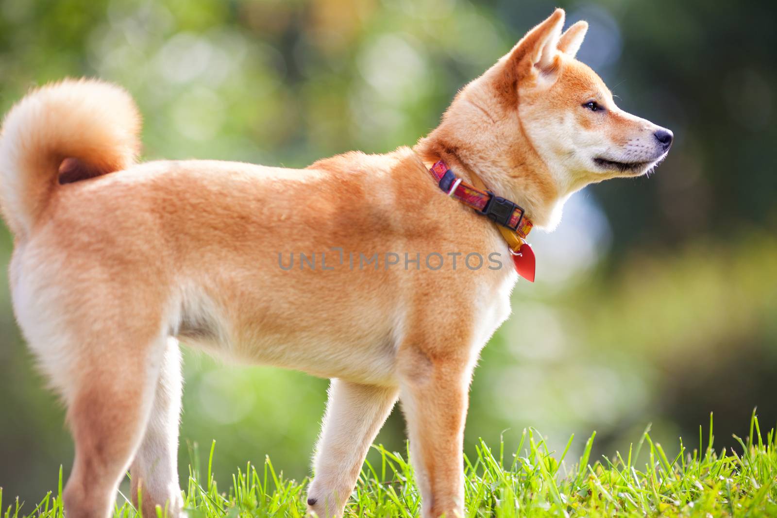 A young shiba inu in green garden