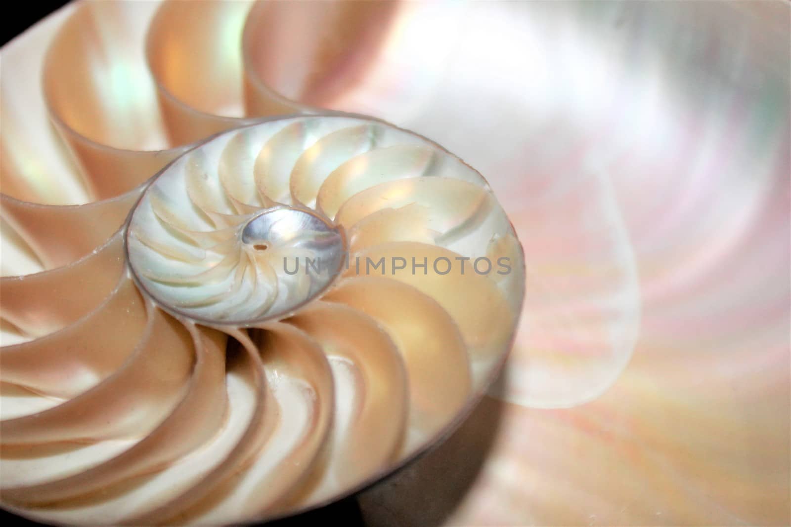 nautilus shell Fibonacci symmetry cross section spiral structure growth golden ratio 