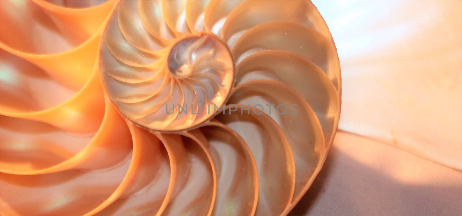 nautilus shell Fibonacci symmetry cross section spiral structure growth golden ratio  by cheekylorns