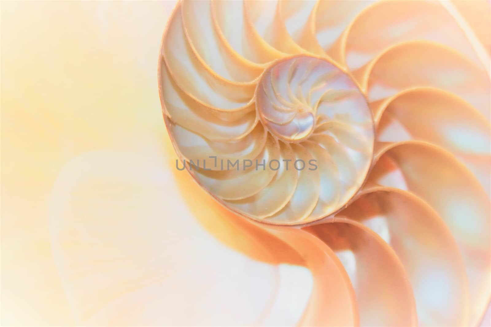 nautilus shell Fibonacci symmetry cross section spiral structure growth golden ratio 