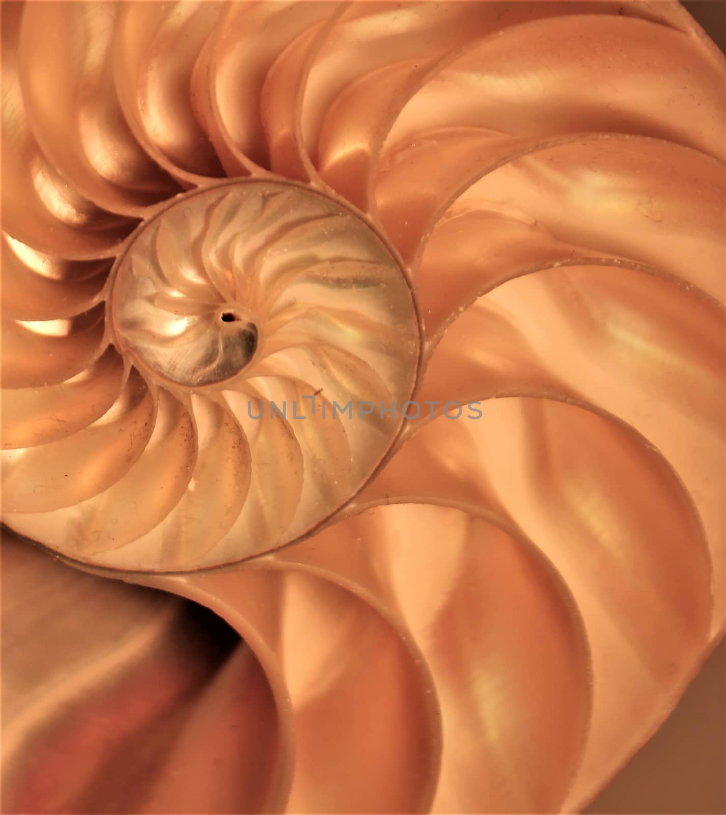 nautilus shell Fibonacci symmetry cross section spiral structure growth golden ratio 