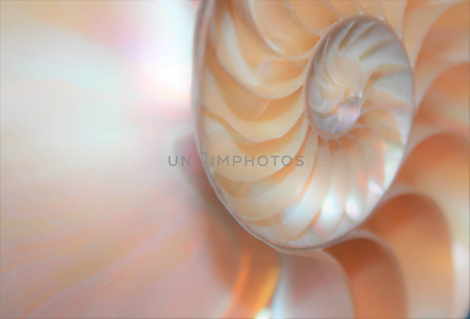 nautilus shell Fibonacci symmetry cross section spiral structure growth golden ratio 