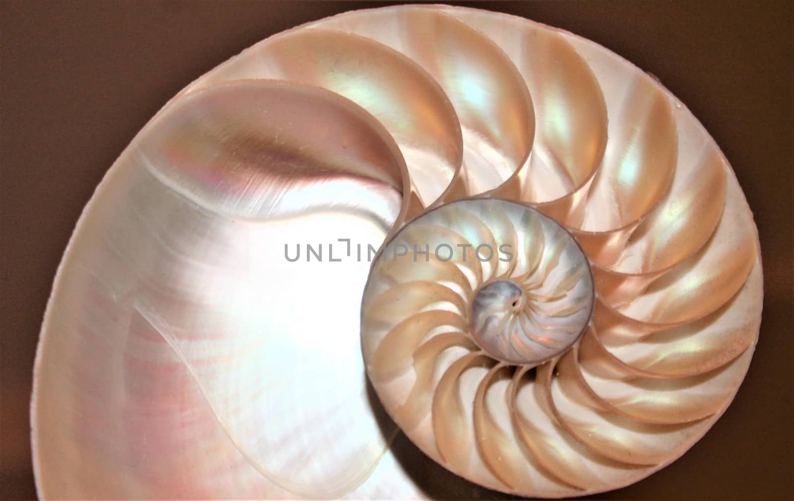 nautilus shell Fibonacci symmetry cross section spiral structure growth golden ratio 