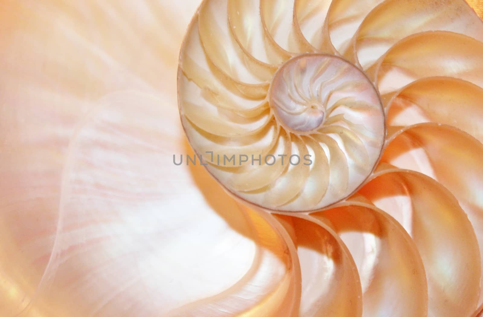 nautilus shell Fibonacci symmetry cross section spiral structure growth golden ratio 