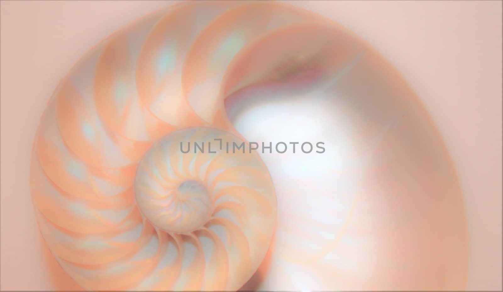 nautilus shell Fibonacci symmetry cross section spiral structure growth golden ratio 