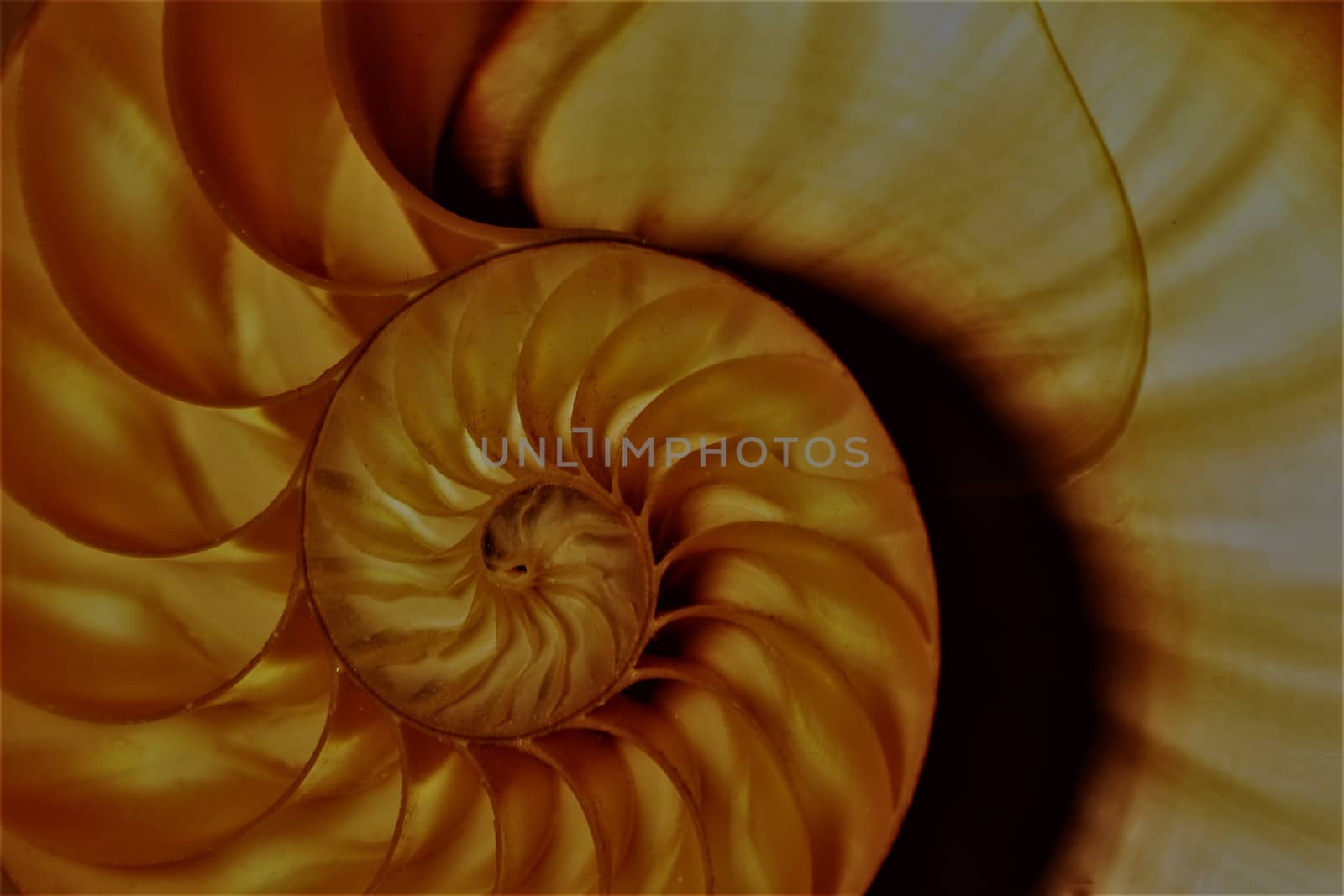 nautilus shell Fibonacci symmetry cross section spiral structure growth golden ratio 