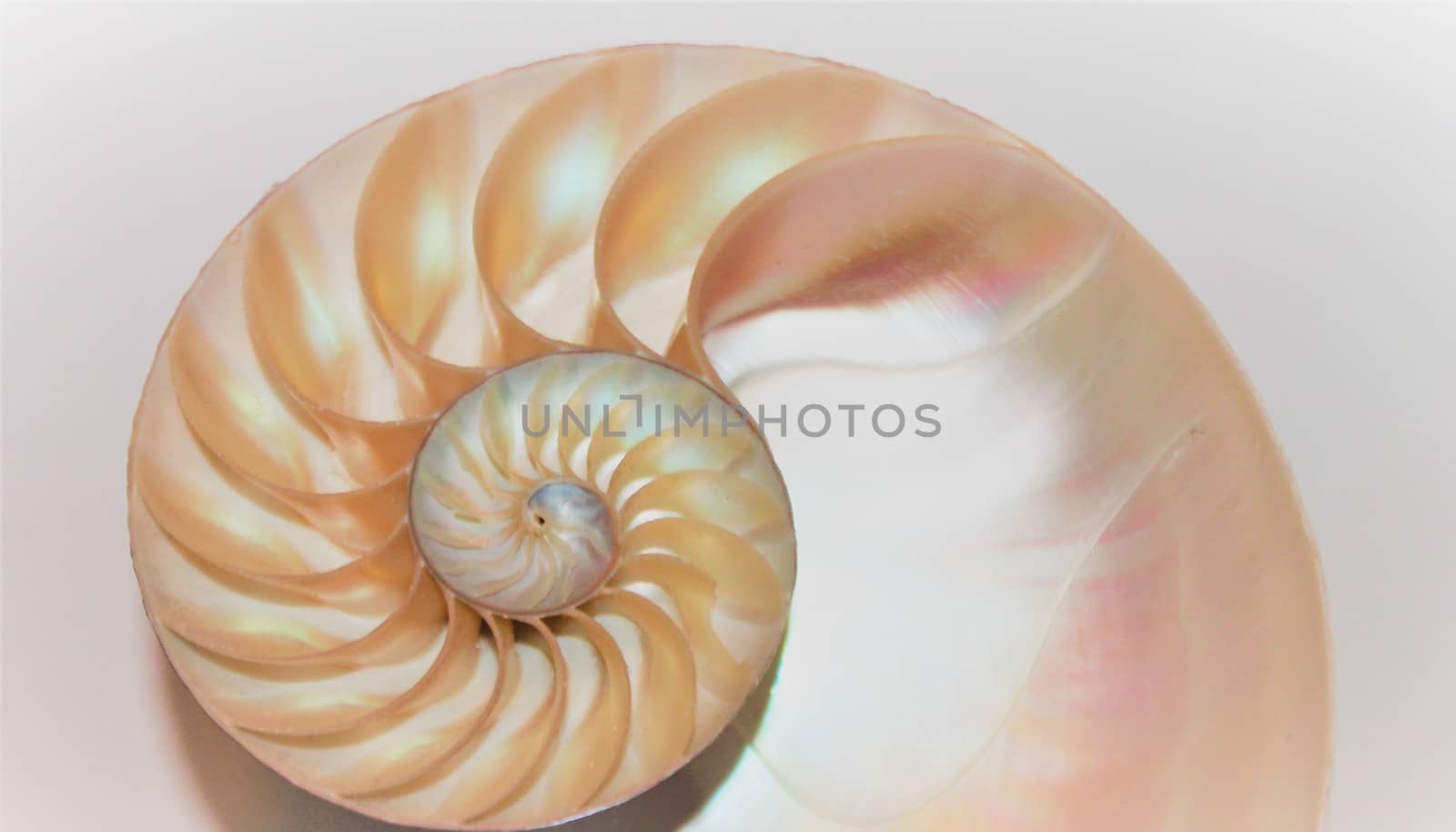 nautilus shell Fibonacci symmetry cross section spiral structure growth golden ratio  by cheekylorns