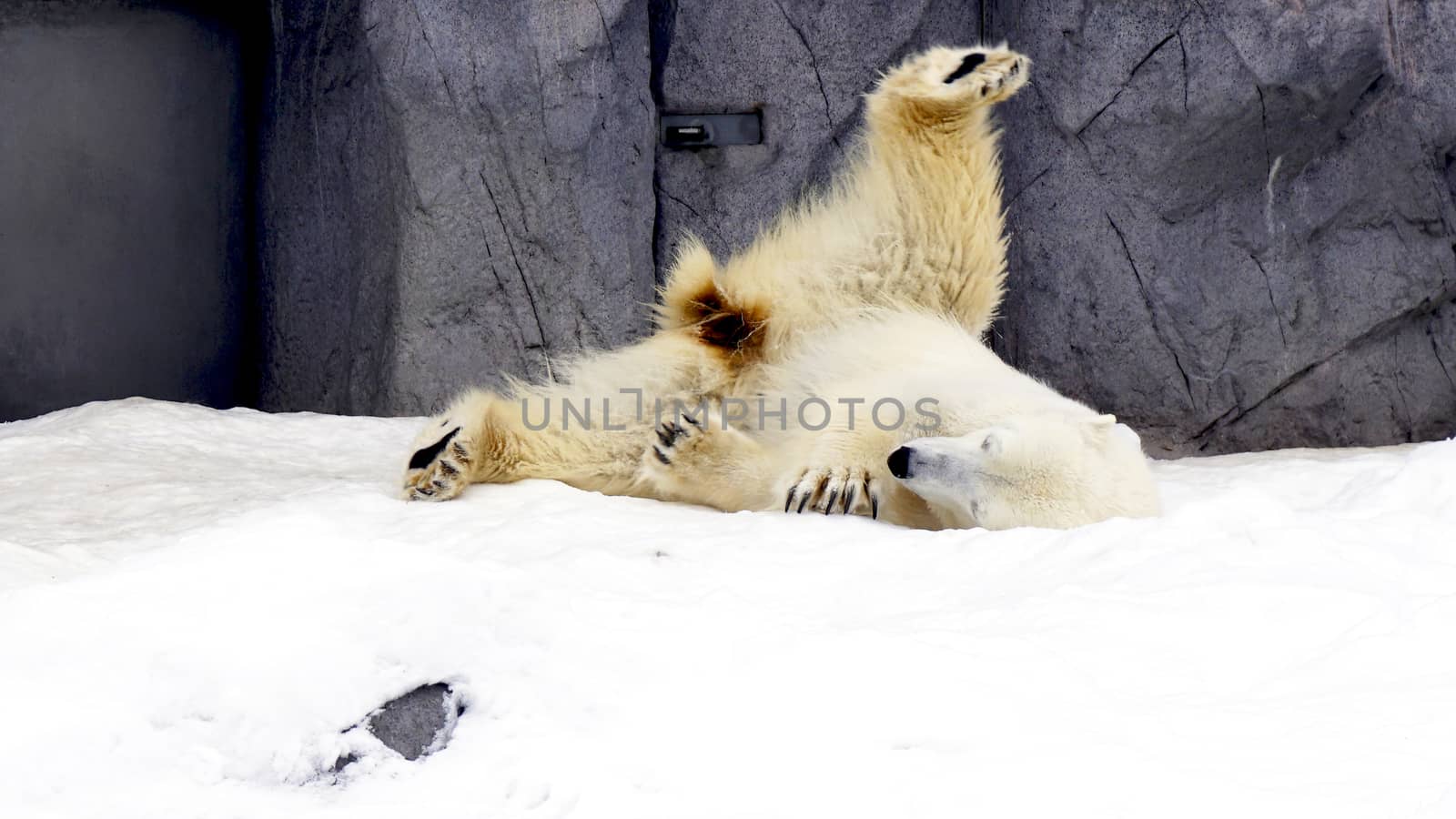 Polarbear north pole animal snow winter by polarbearstudio