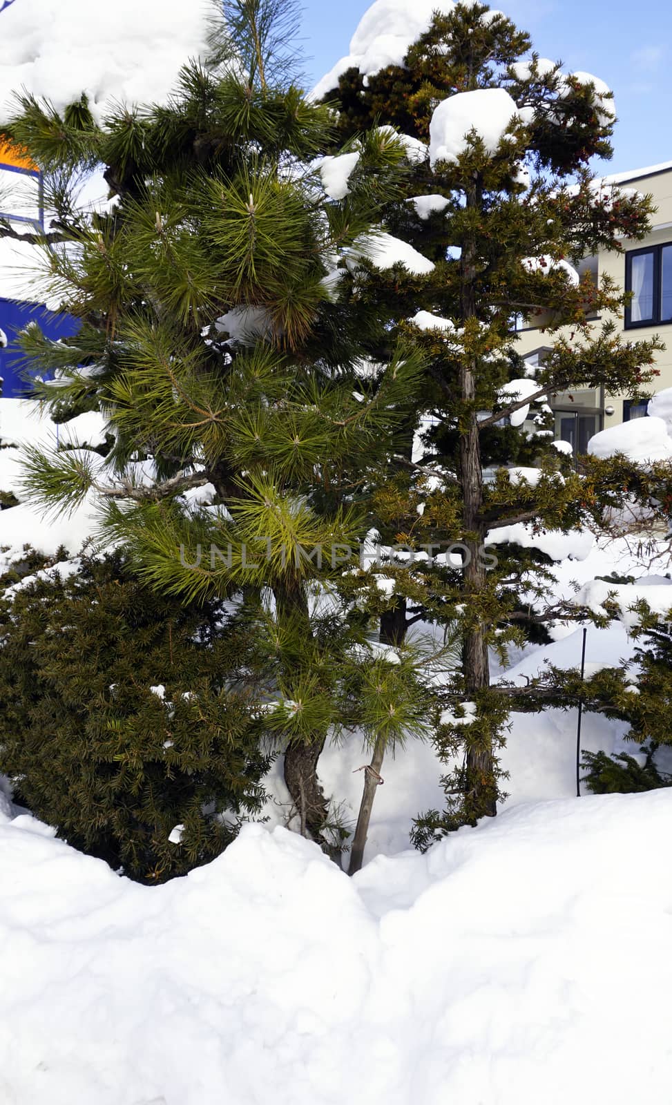 snow and tree winter in sapporo by polarbearstudio