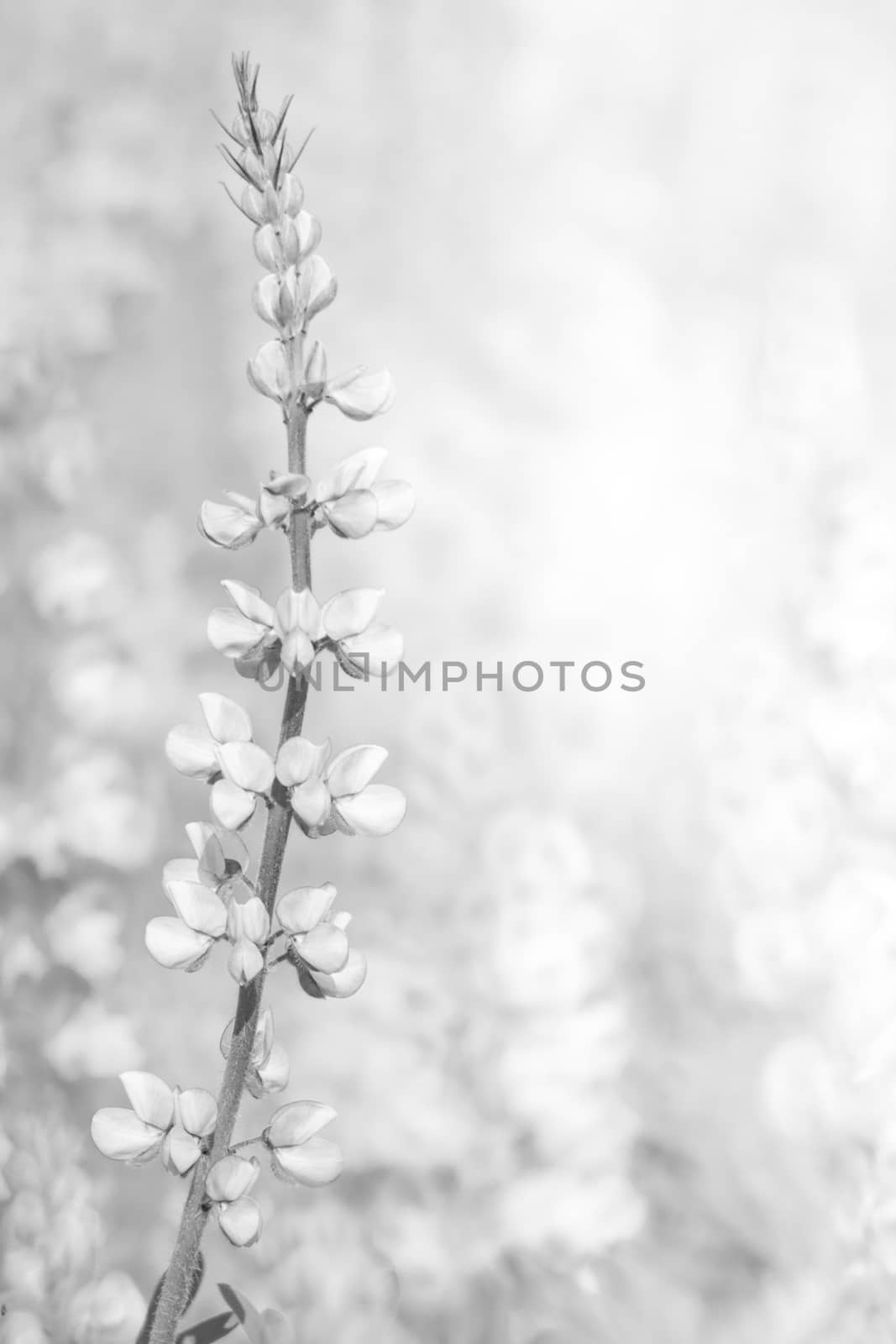 White background texture of flowers by Suriyaphoto