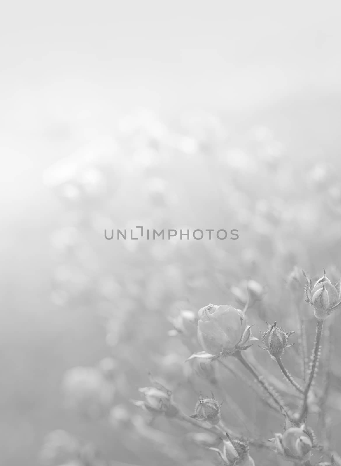 White background texture of flowers by Suriyaphoto