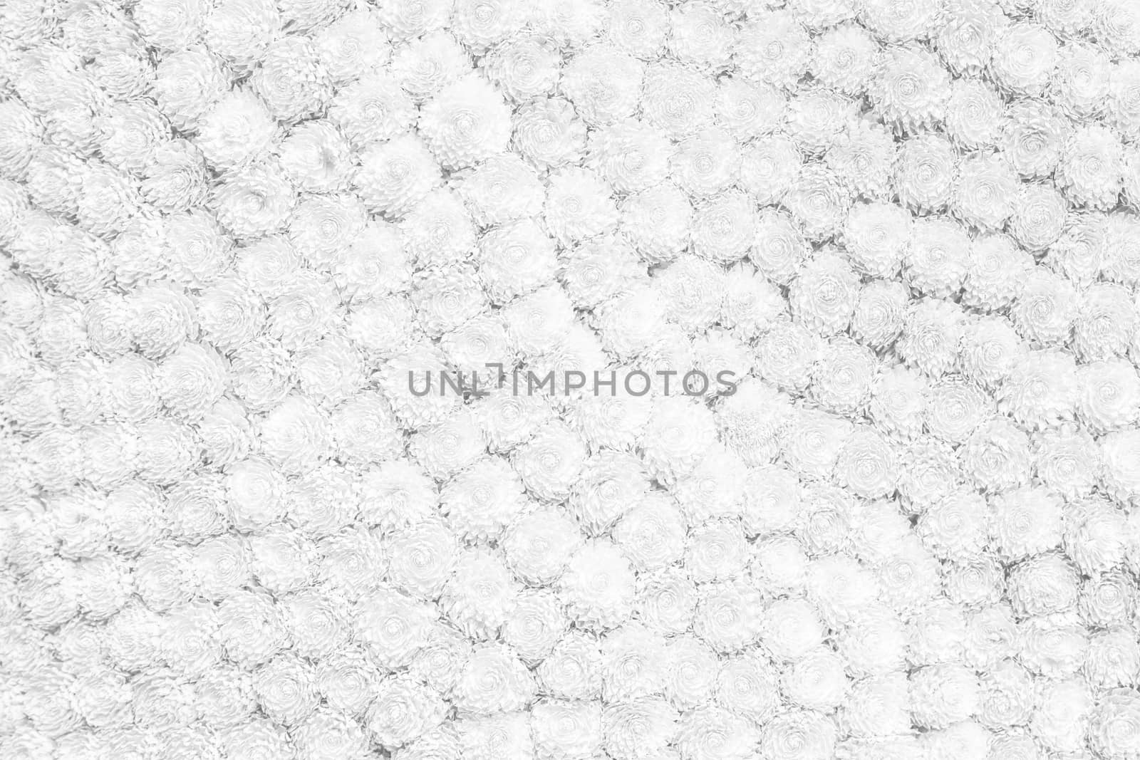 White background texture of flowers