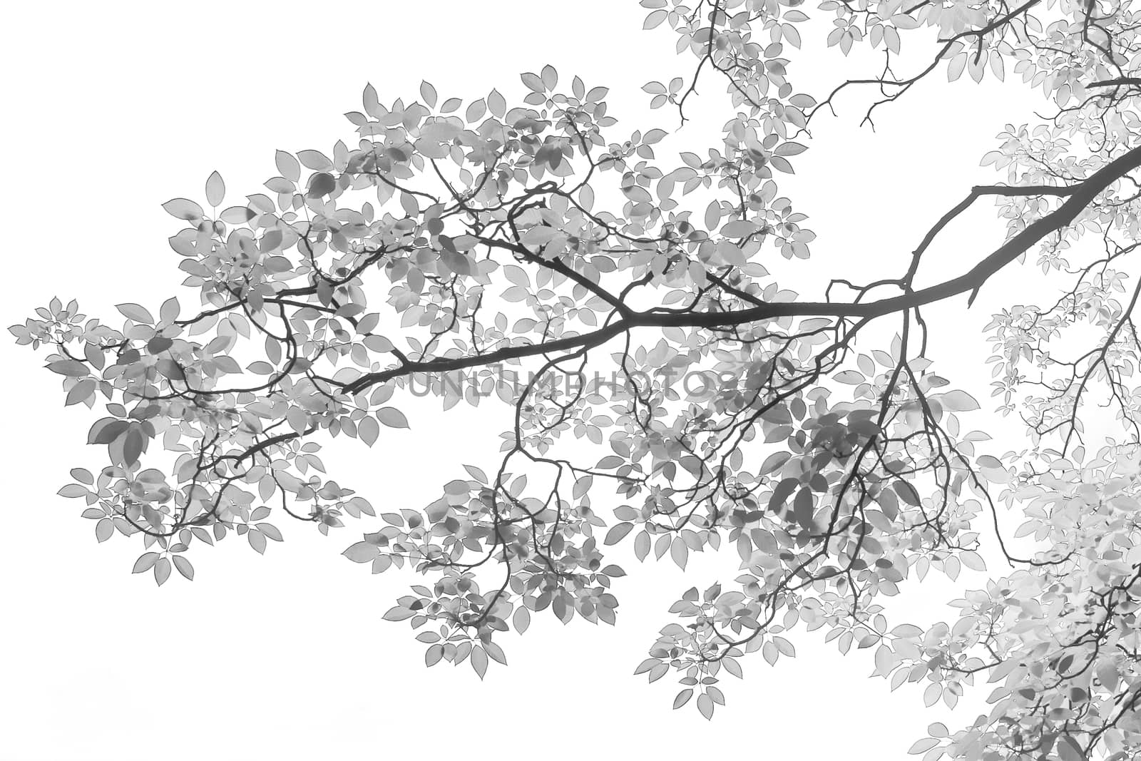 Black and white infrared of tree leaves in  isolated white backg by Suriyaphoto