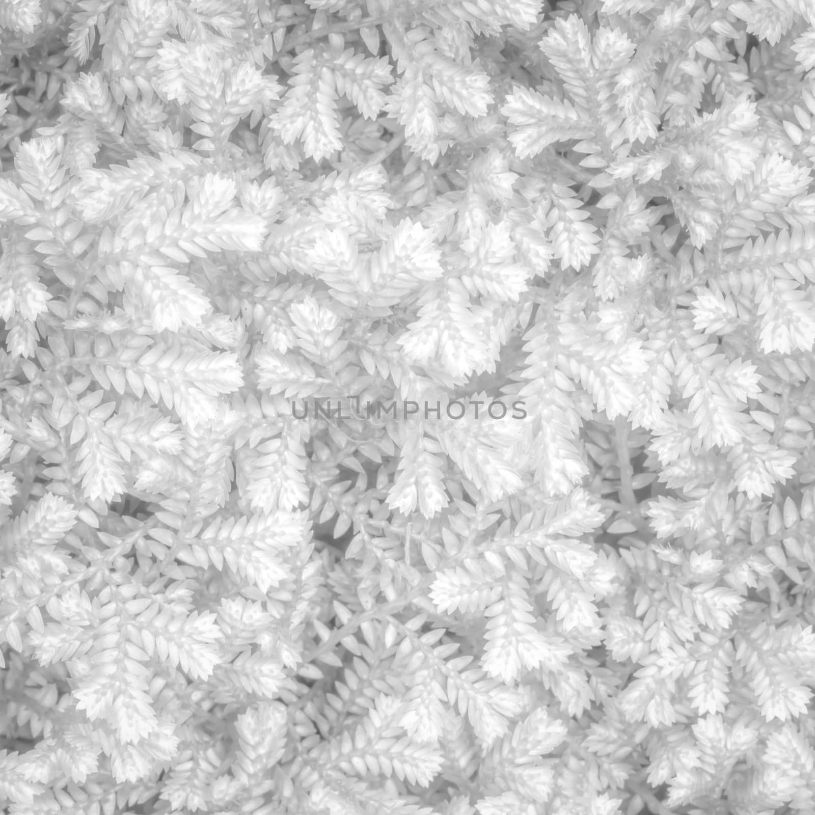 White background texture of Ornamental plants
