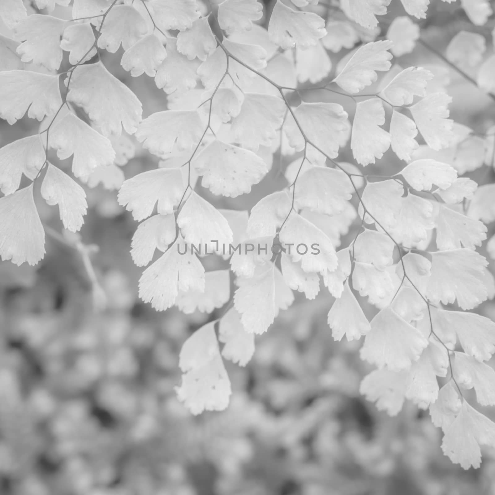 White background texture of Ornamental plants