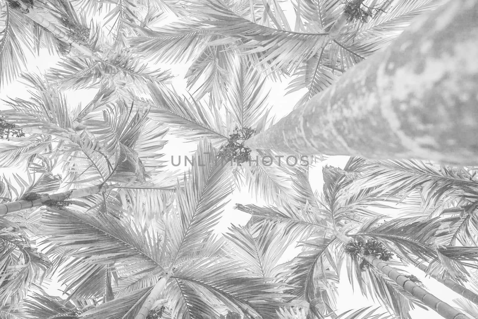 White background texture of palm trees