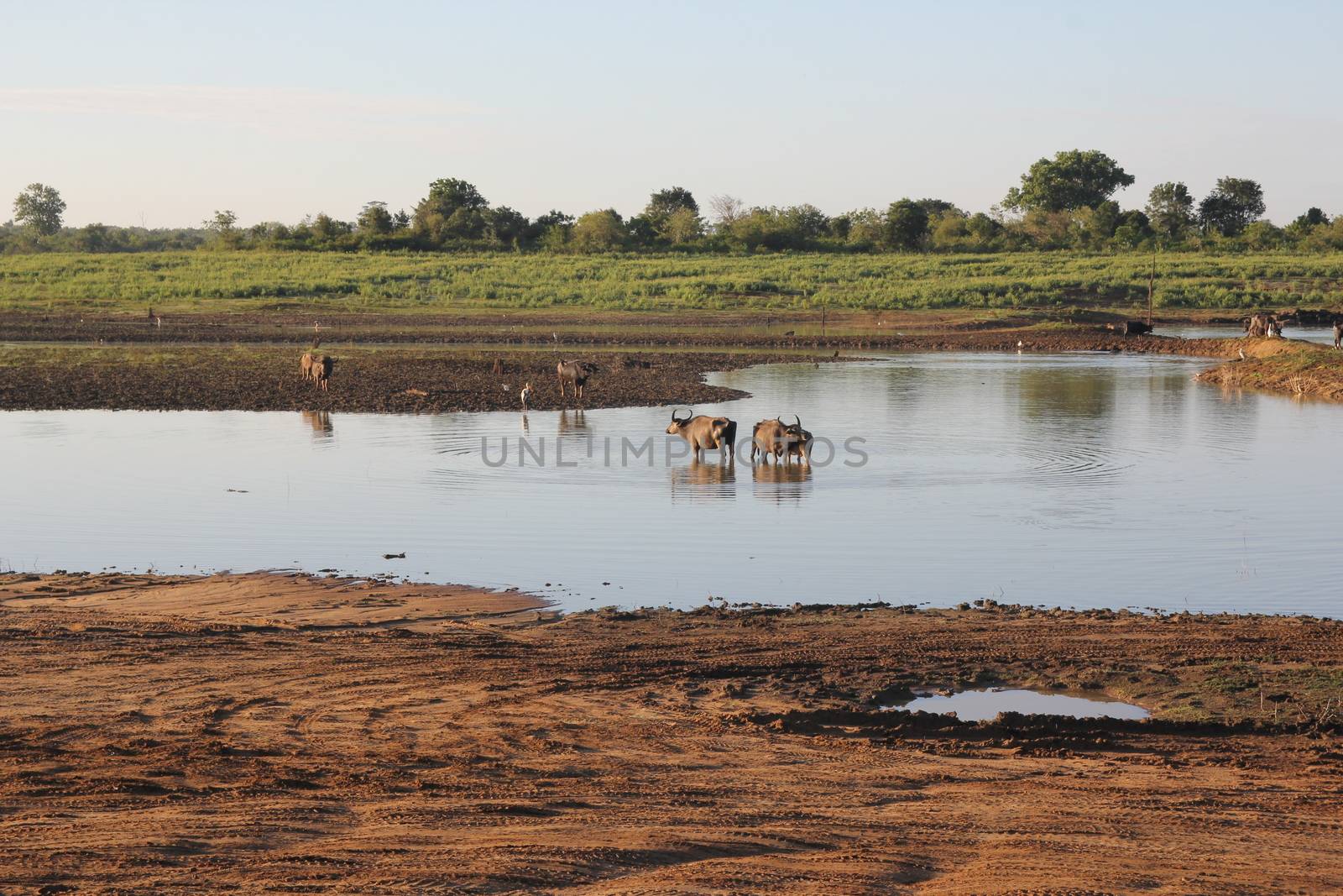 Small herd of wild buffalo resting in water, Uda Walawe