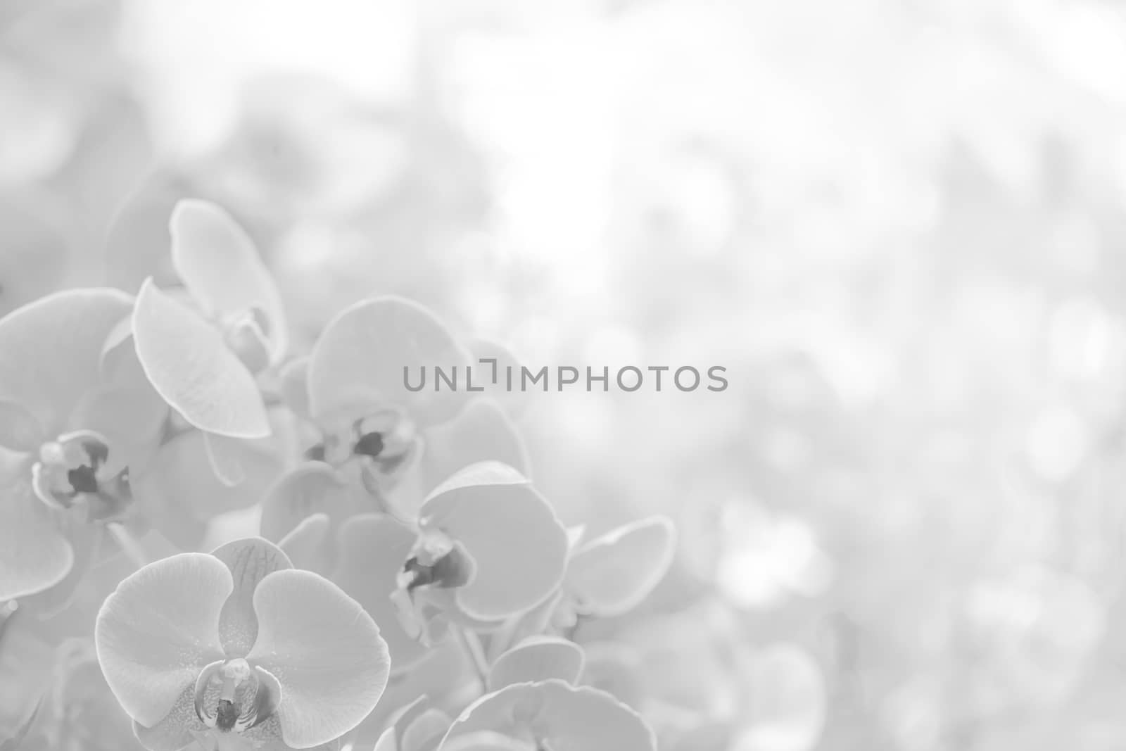 White background texture of flowers by Suriyaphoto