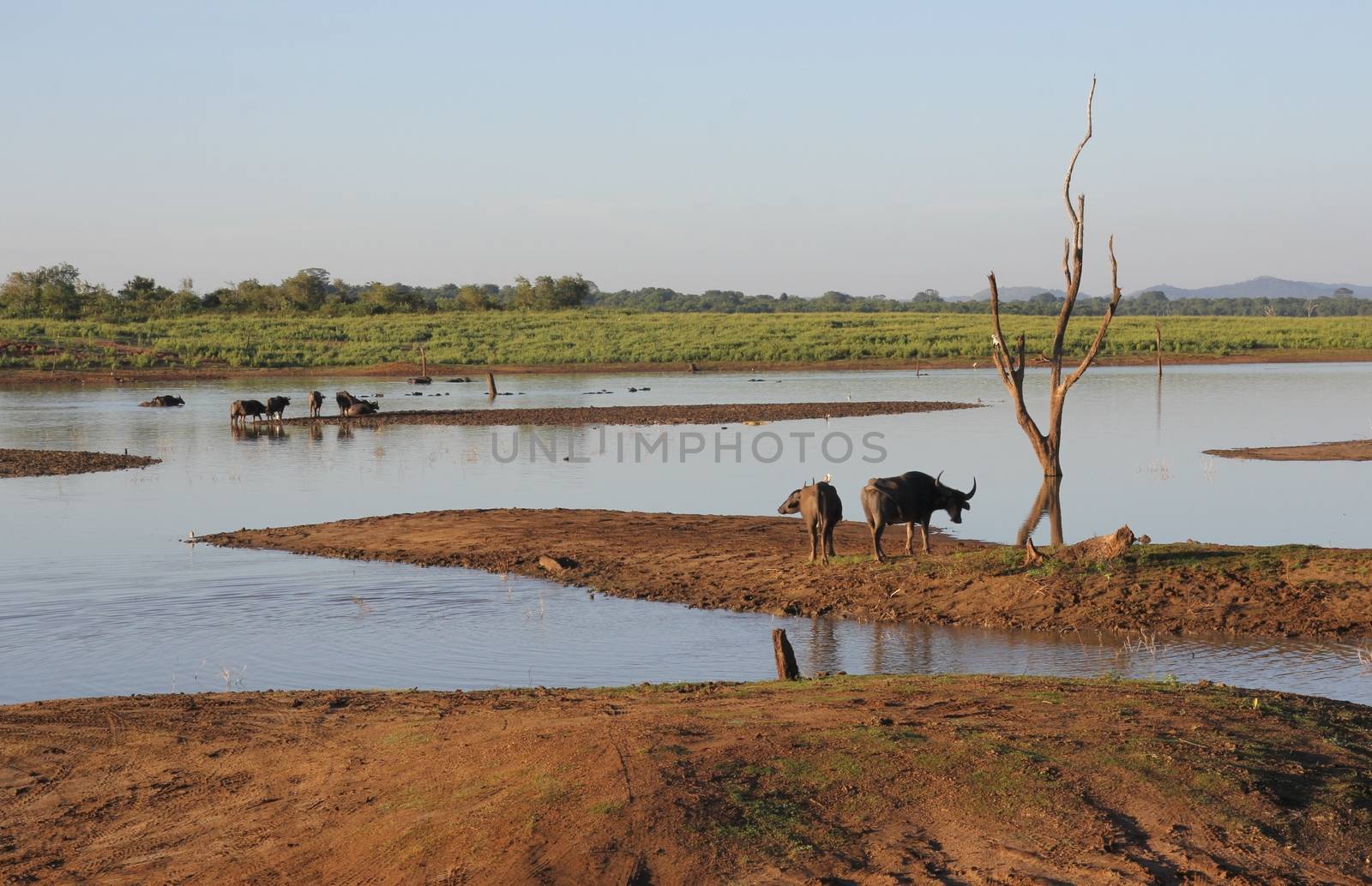 Small herd of wild buffalo resting in water by mdsfotograf