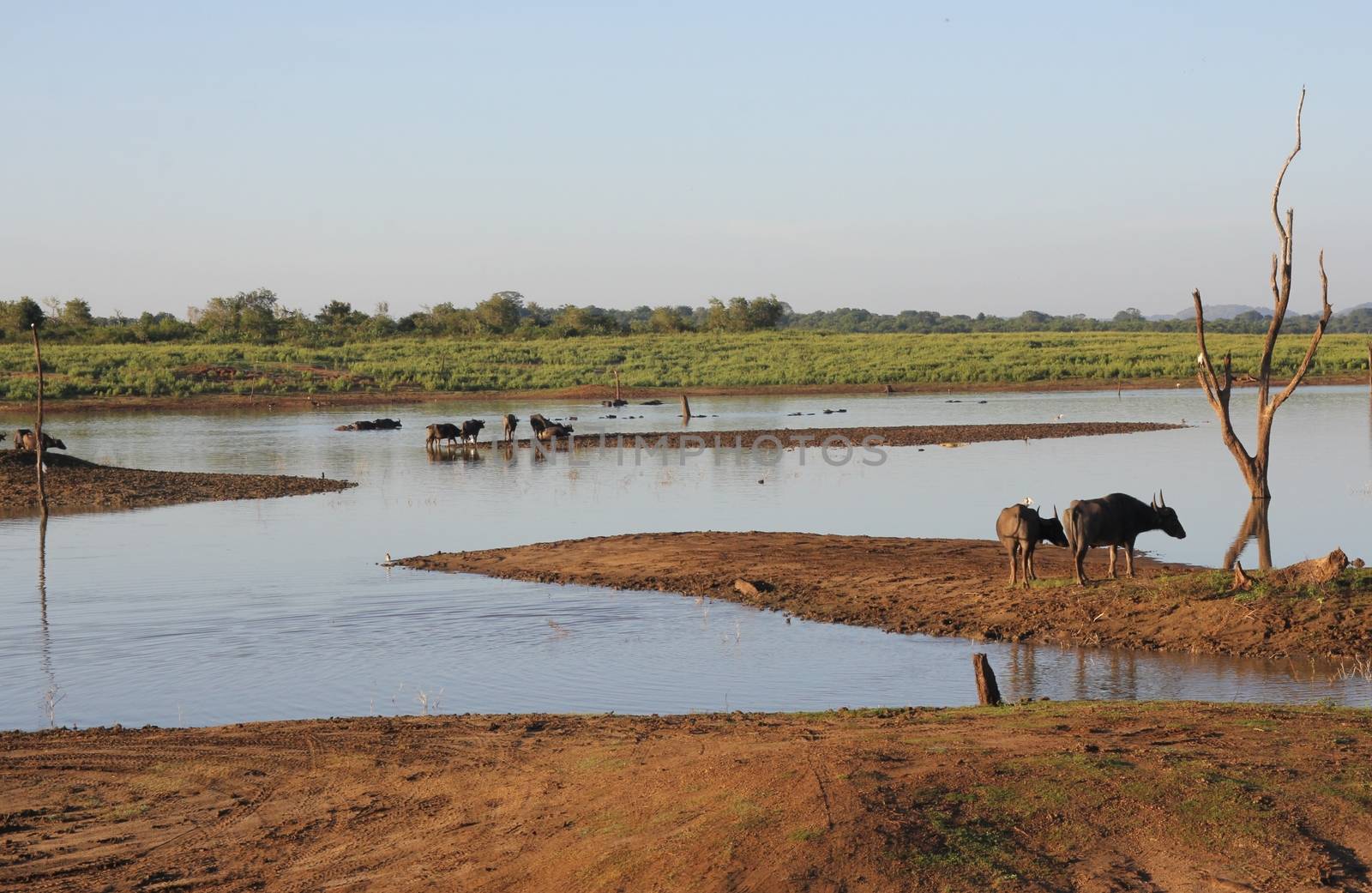 Small herd of wild buffalo resting in water by mdsfotograf