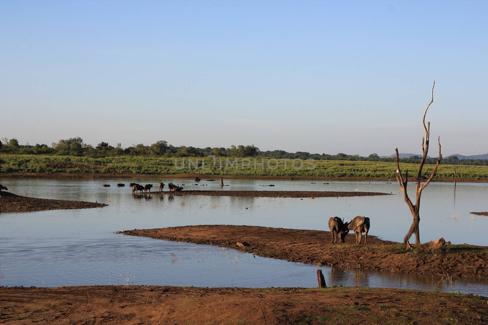 Small herd of wild buffalo resting in water by mdsfotograf