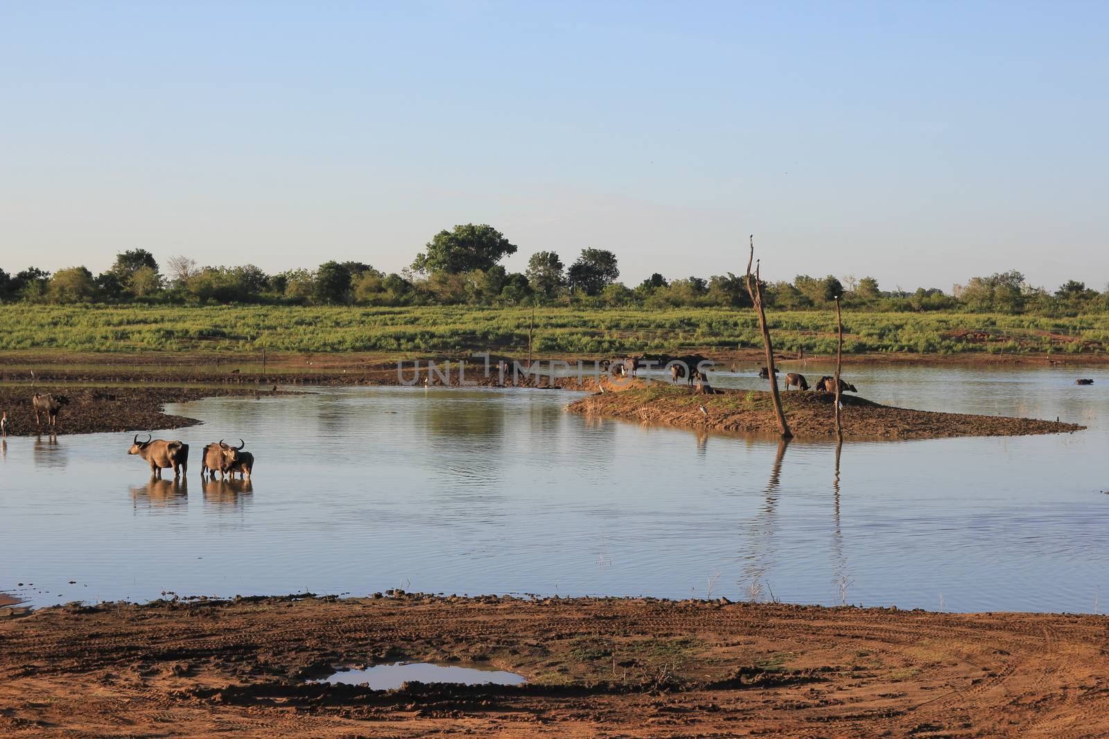 Small herd of wild buffalo resting in water, Uda Walawe