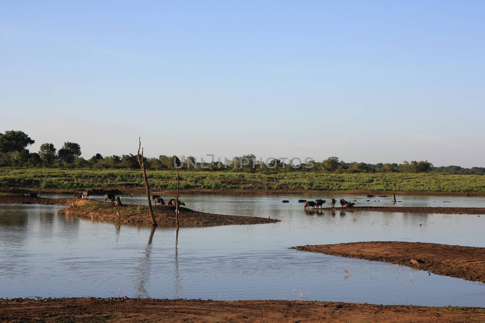 Small herd of wild buffalo resting in water by mdsfotograf