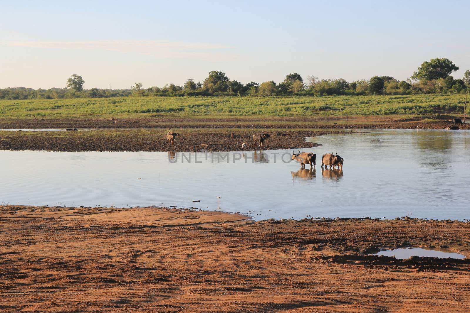 Small herd of wild buffalo resting in water by mdsfotograf