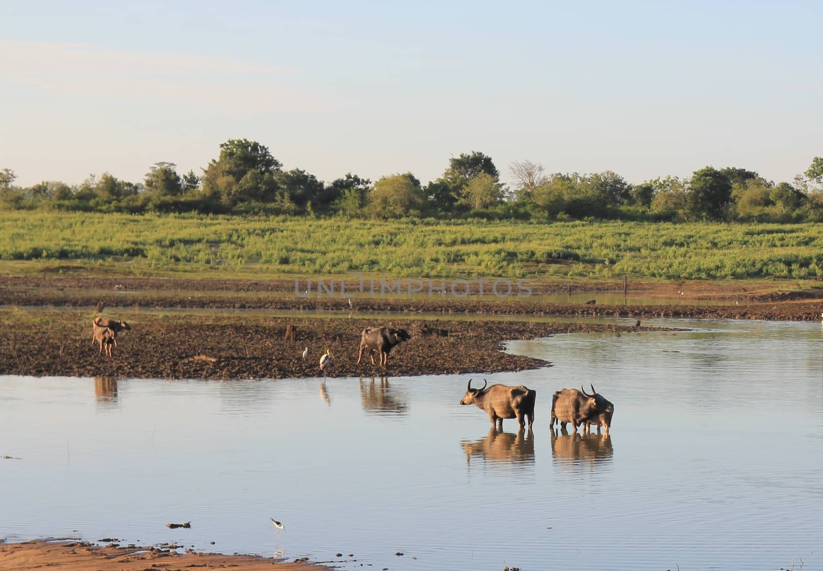 Small herd of wild buffalo resting in water by mdsfotograf