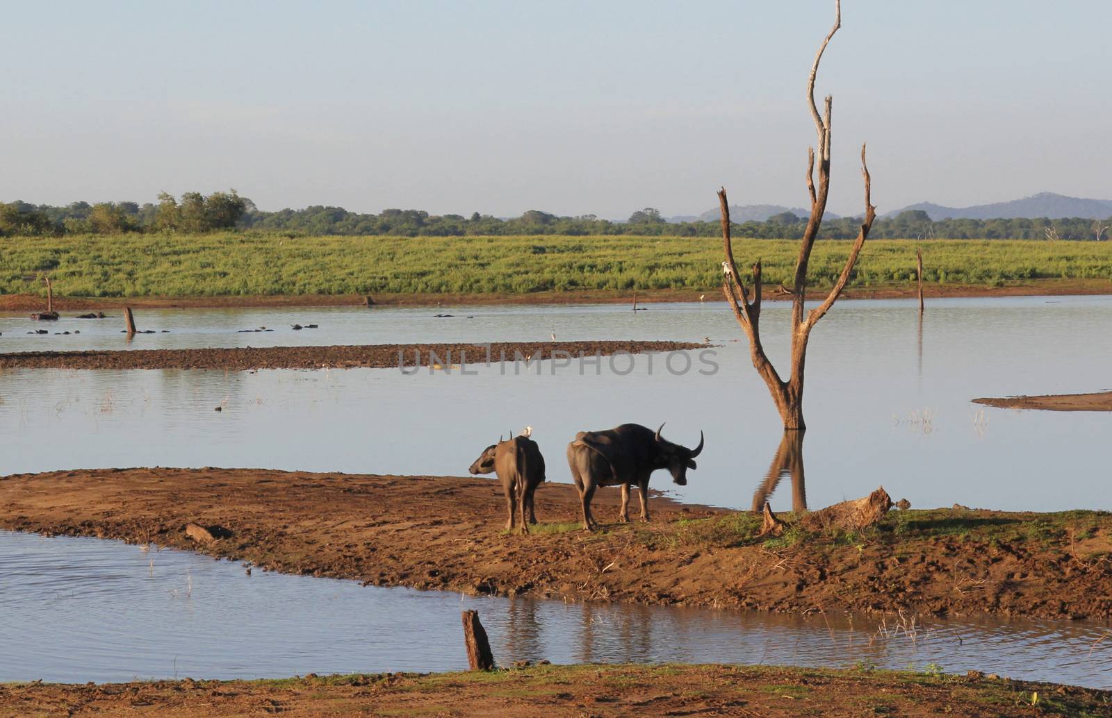 Small herd of wild buffalo resting in water by mdsfotograf