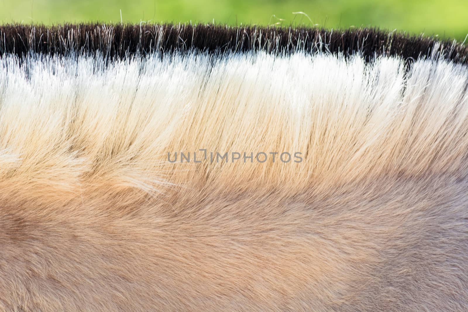 Detail, Beautiful mane of a small horse, pony.
