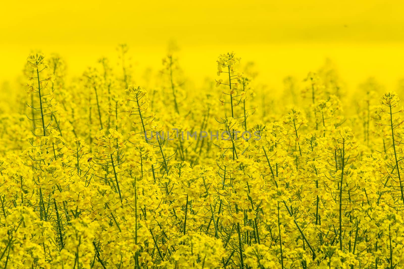 Blooming canola field with blue sky by JFsPic